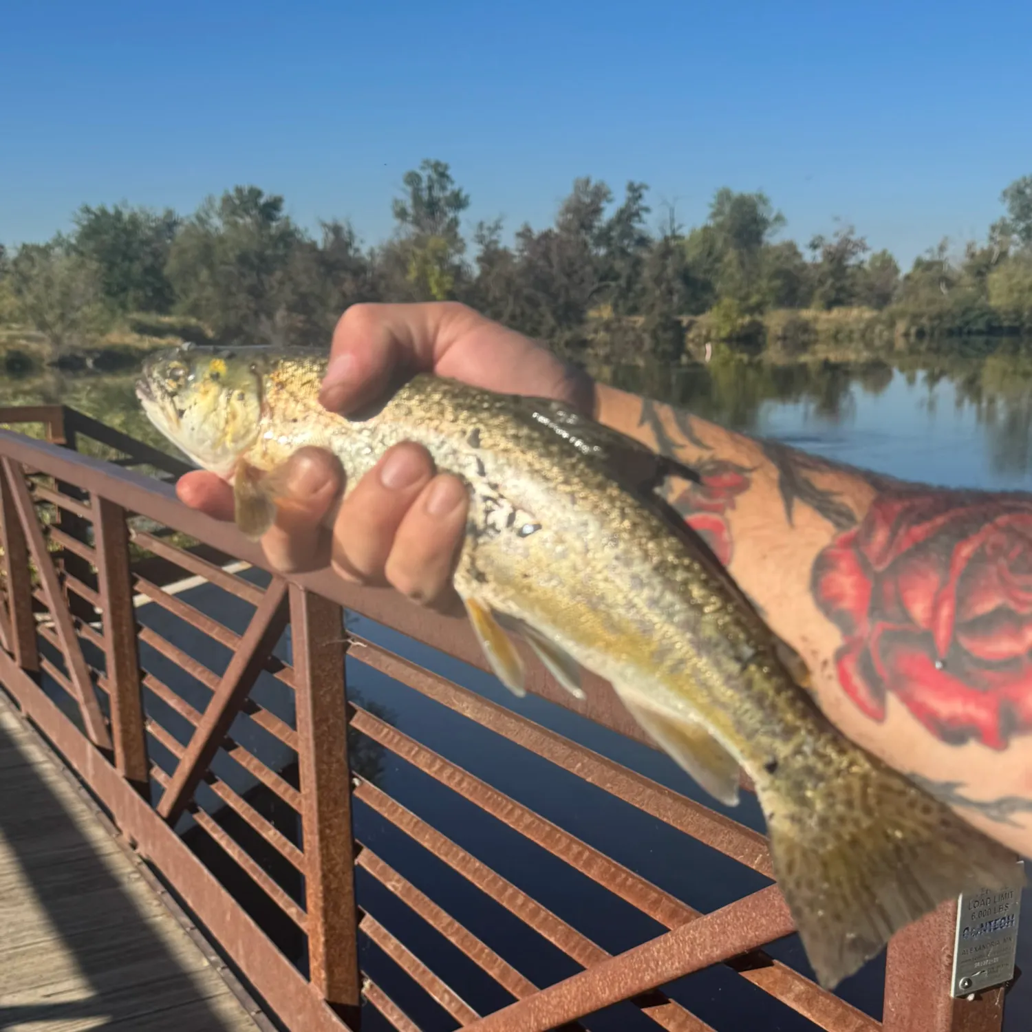 Tiger trout caught on Fishbrain