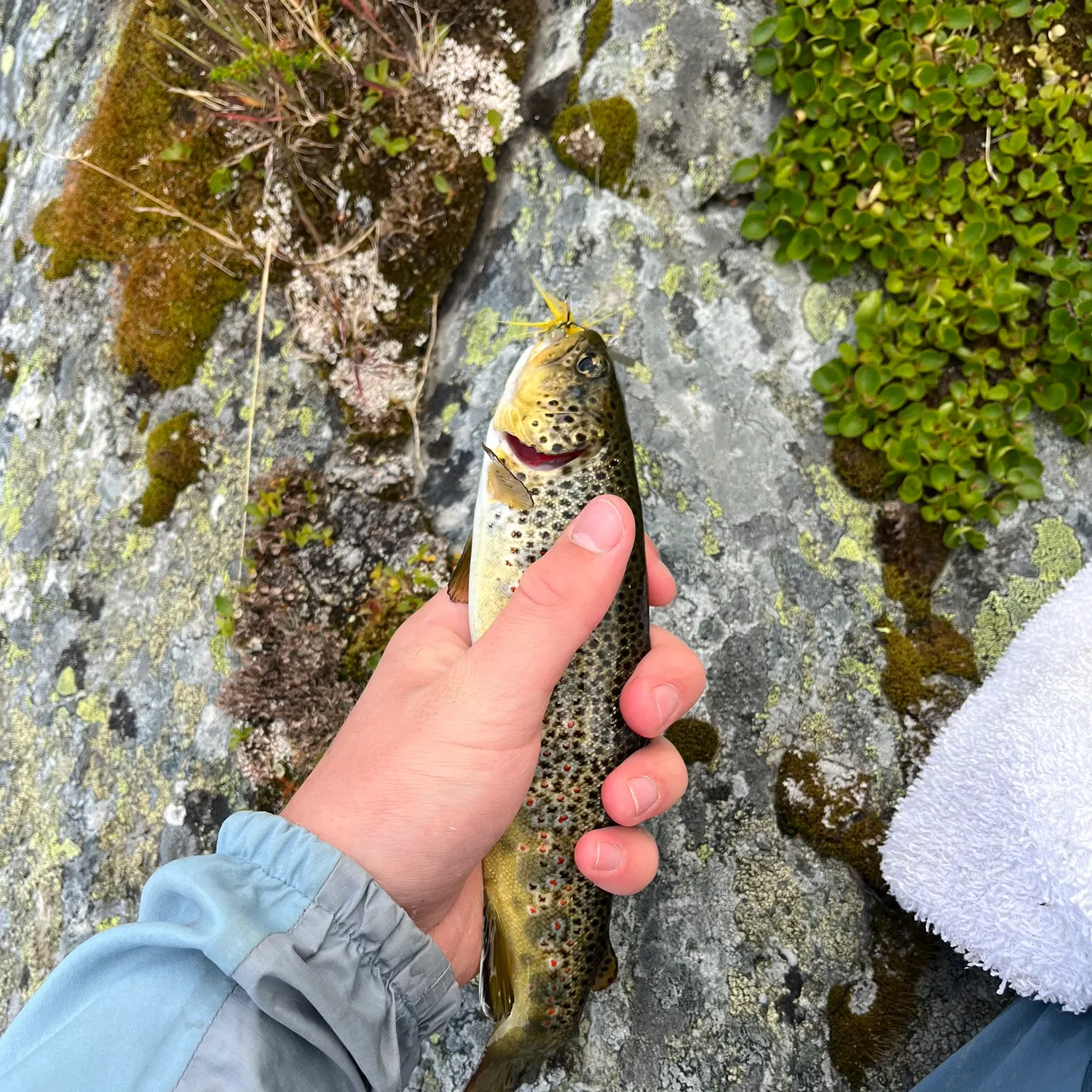 The most recent Lake trout catches on Fishbrain