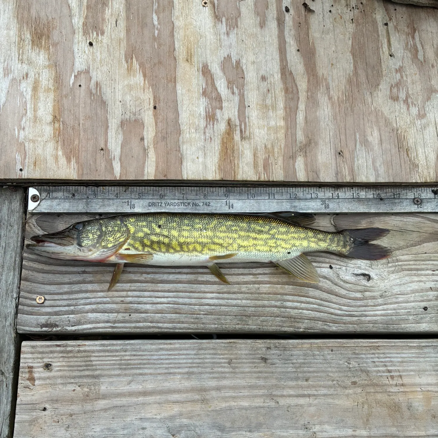 Chain pickerel caught on Fishbrain