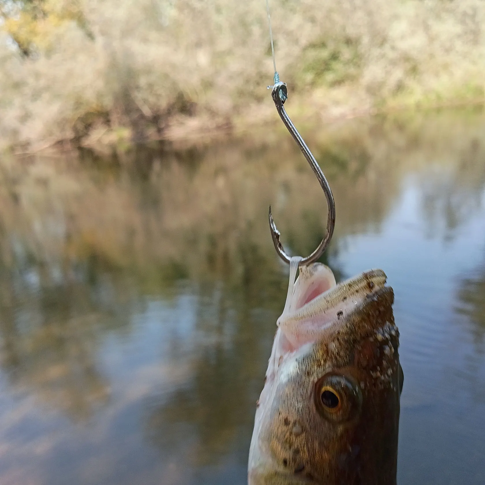 Sacramento pikeminnow caught on Fishbrain