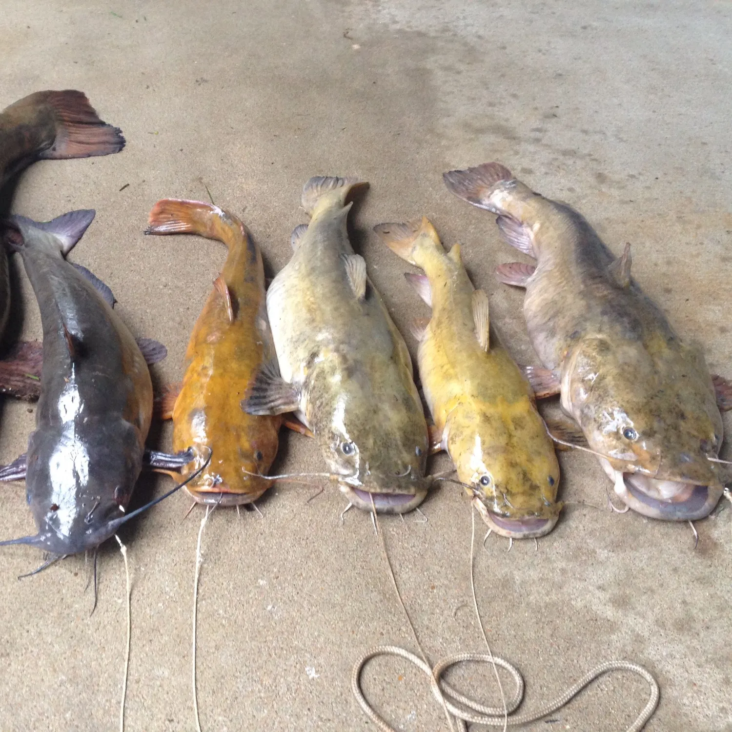 recently logged catches