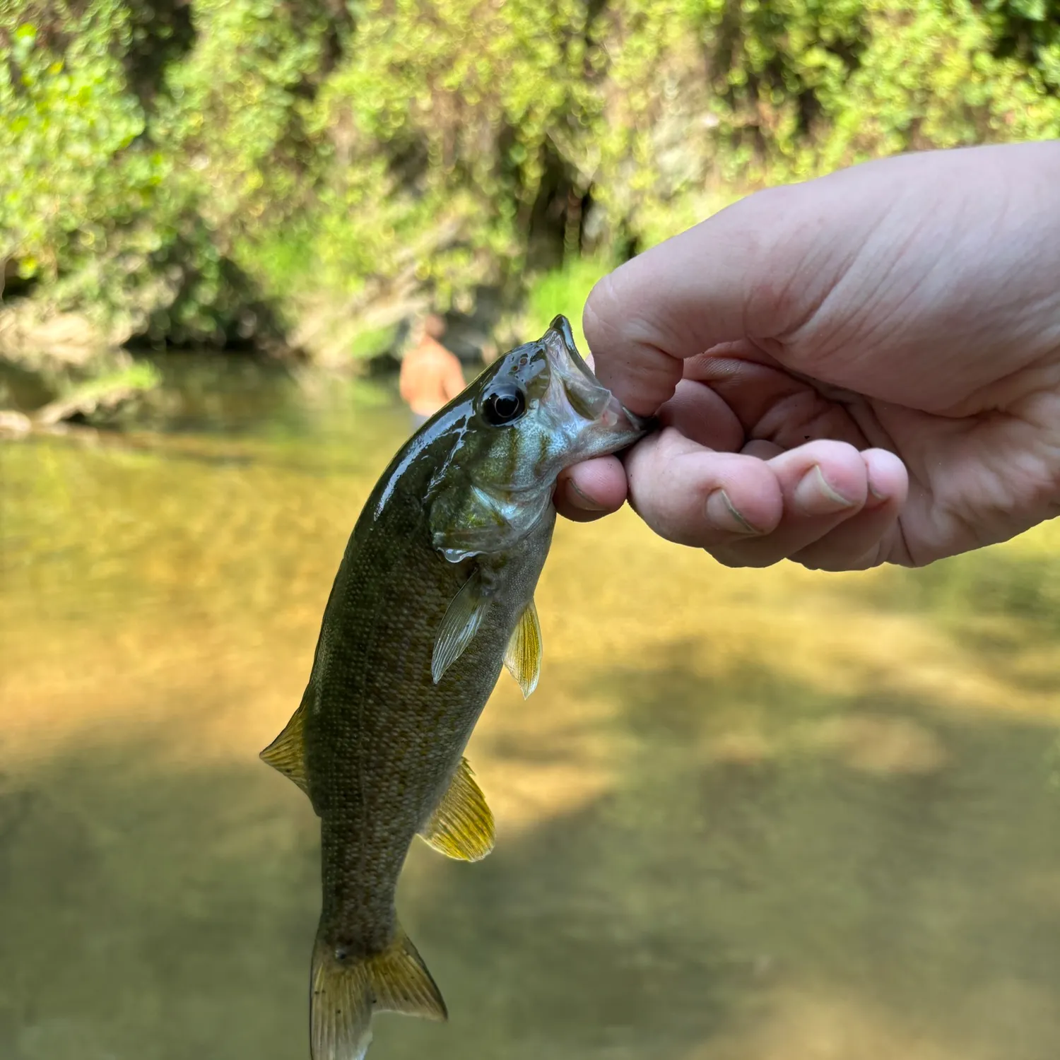 Smallmouth bass caught on Fishbrain