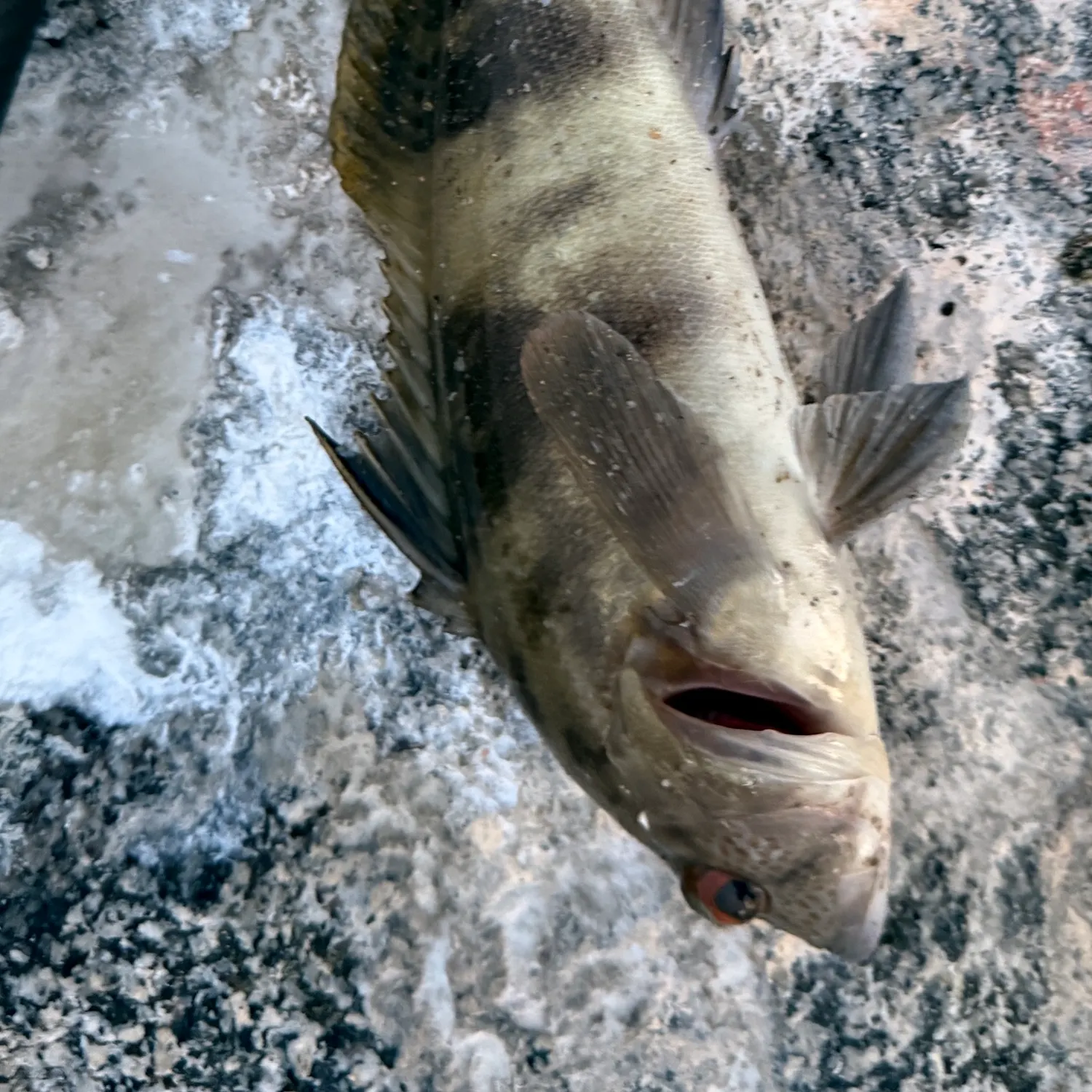 Barred sand bass caught on Fishbrain