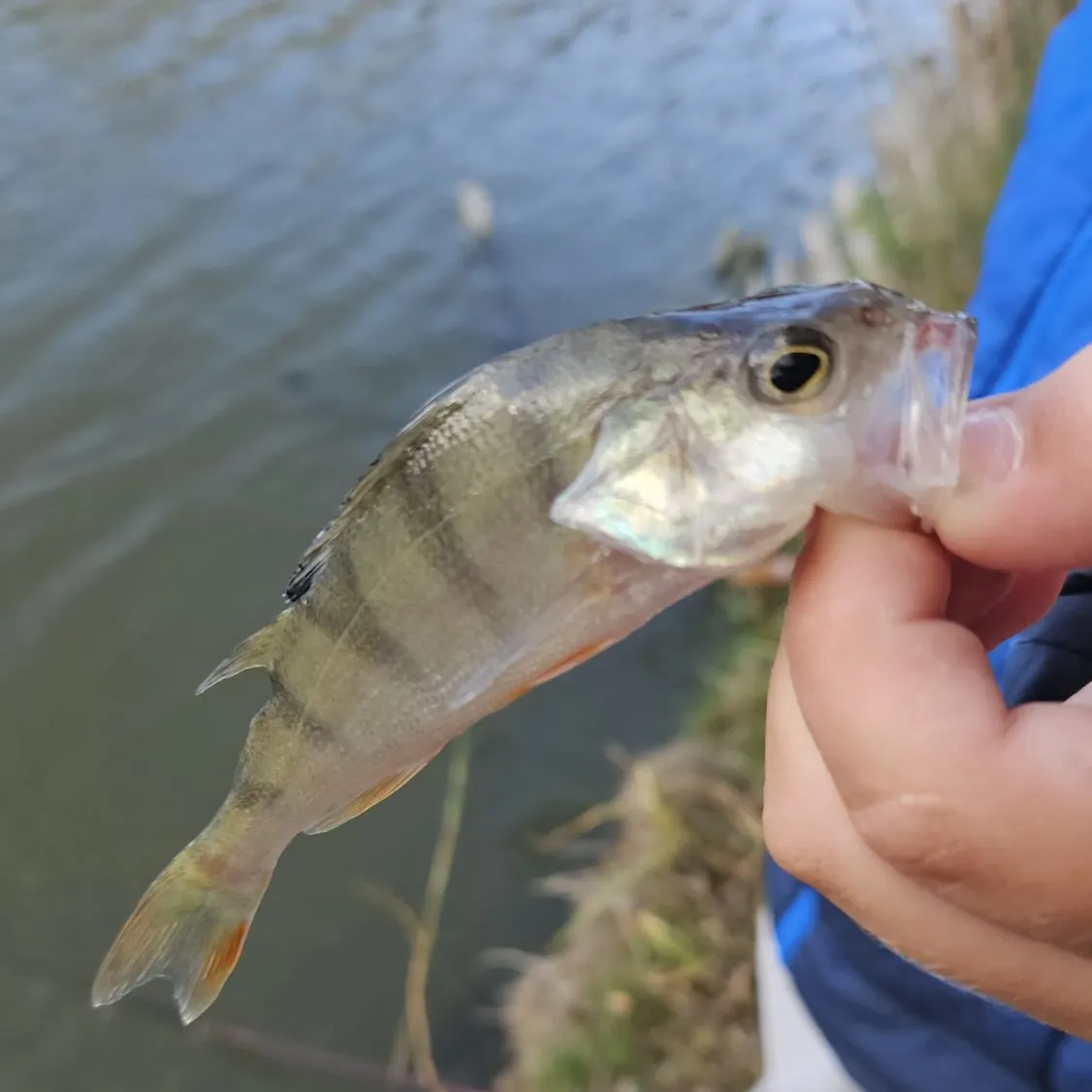 European perch caught on Fishbrain