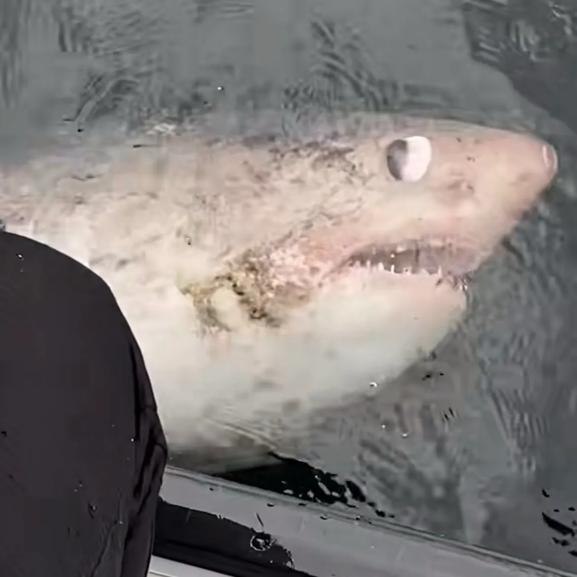 Salmon shark caught on Fishbrain