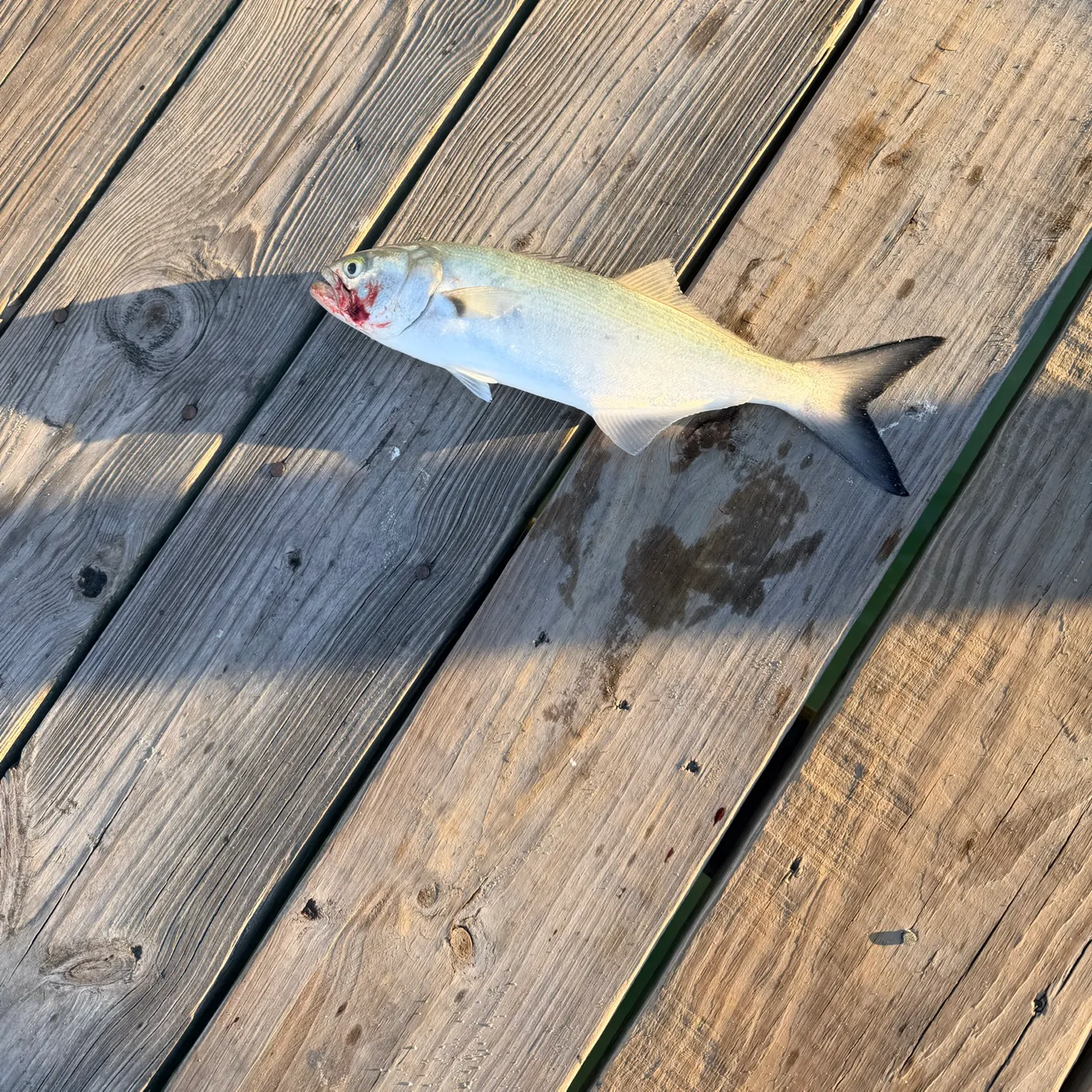 Bluefish caught on Fishbrain