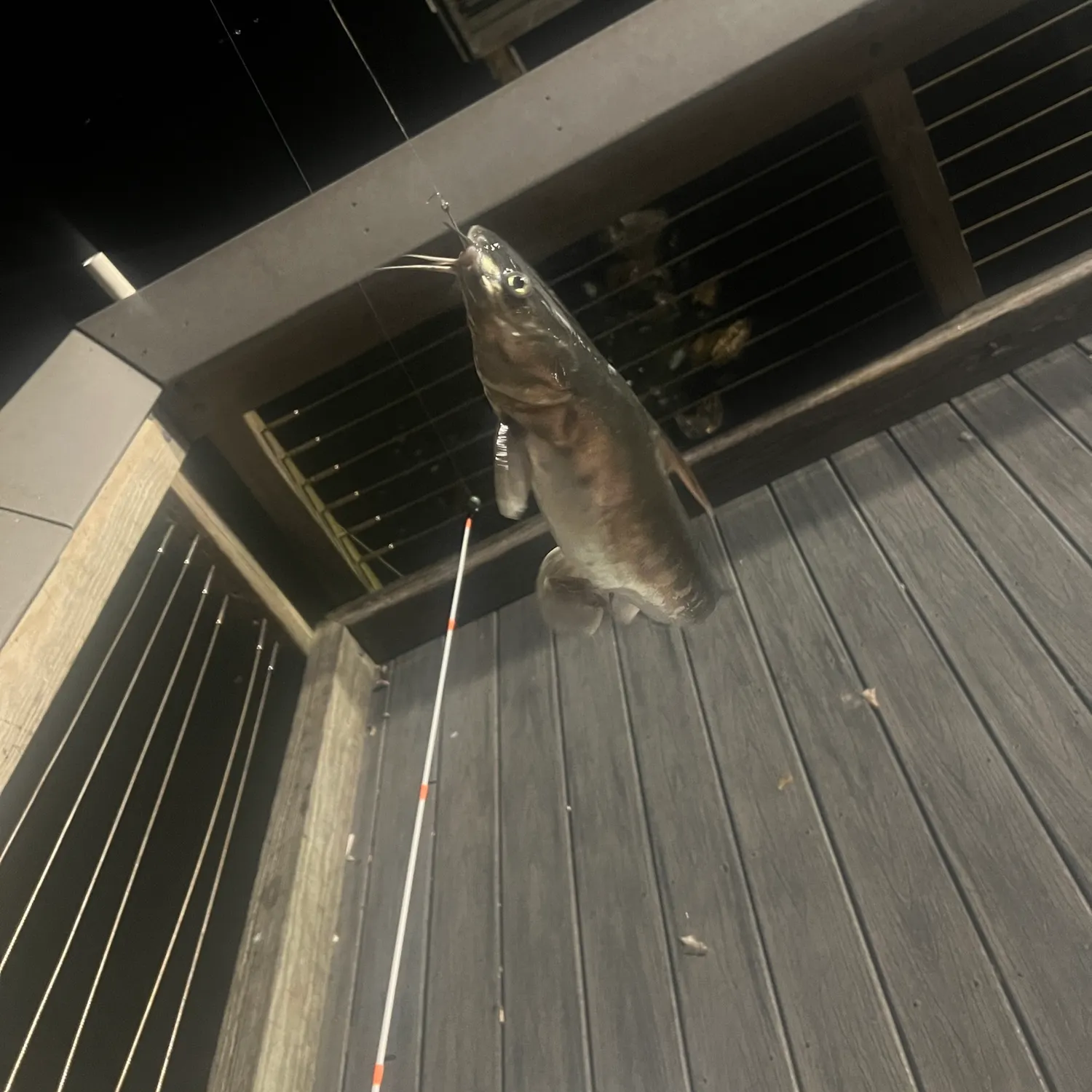 The most recent Gafftopsail sea catfish catches on Fishbrain