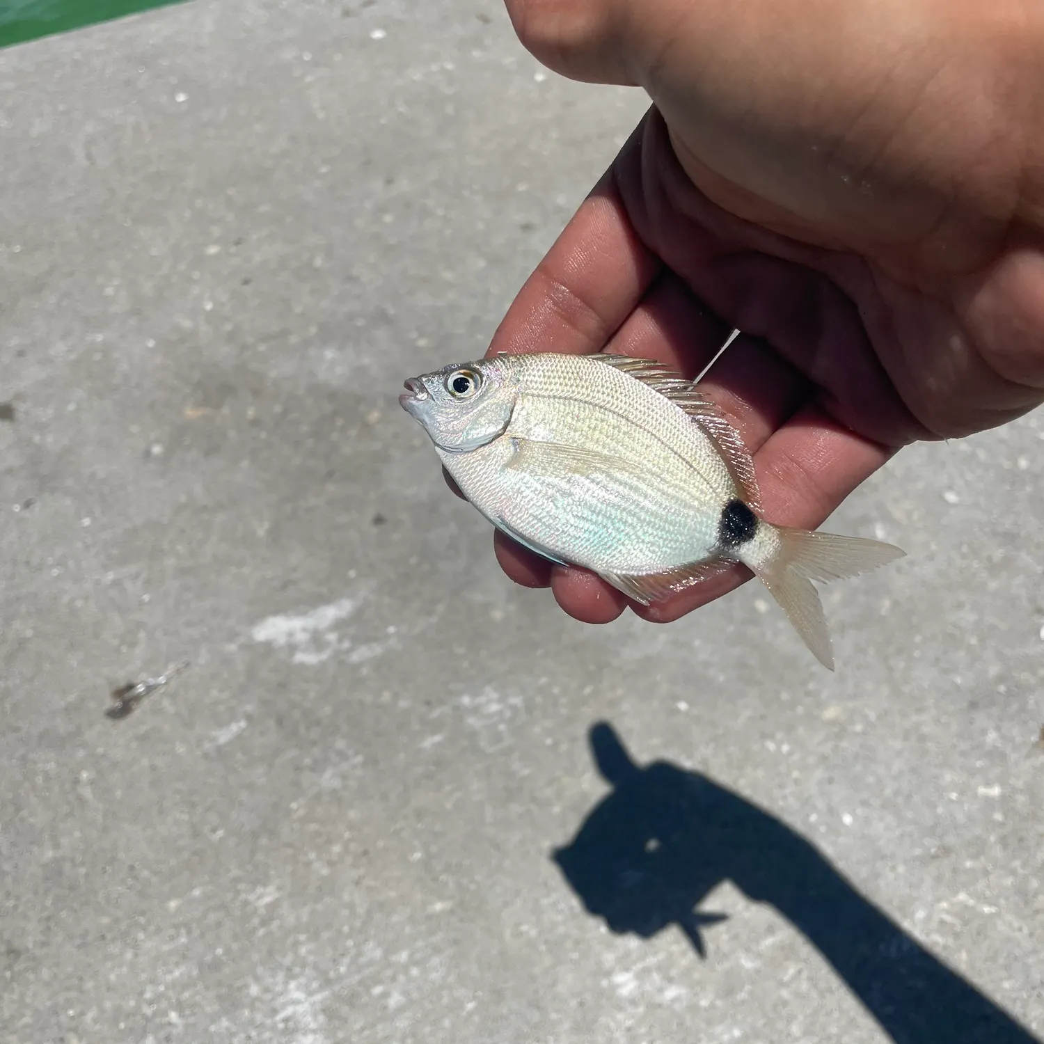 The most recent Spottail seabream catches on Fishbrain