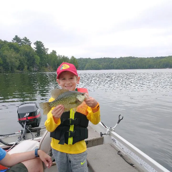 The most recent Black crappie catches on Fishbrain