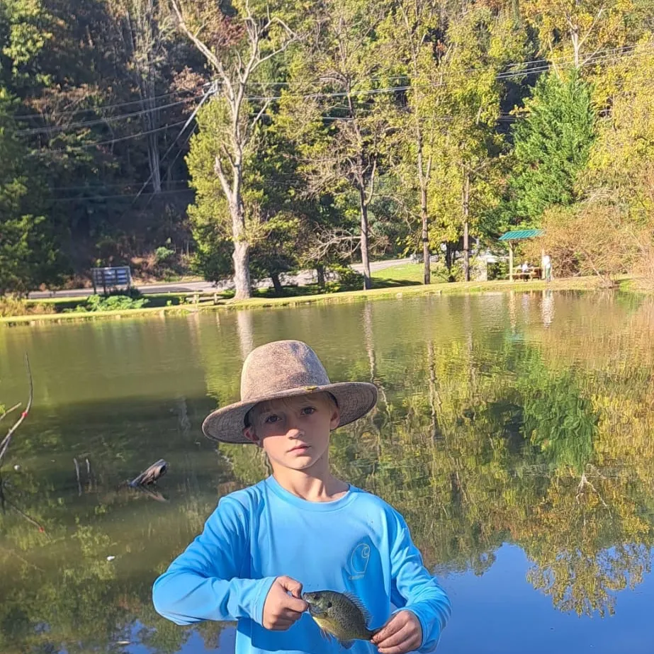 Bluegill caught on Fishbrain