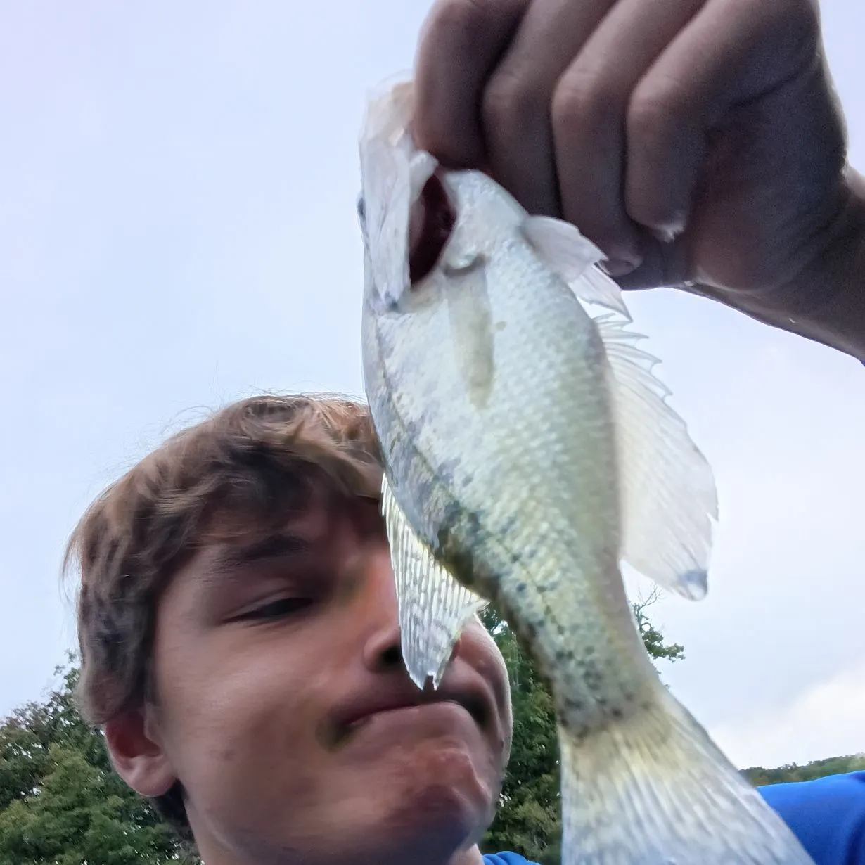 White crappie caught on Fishbrain