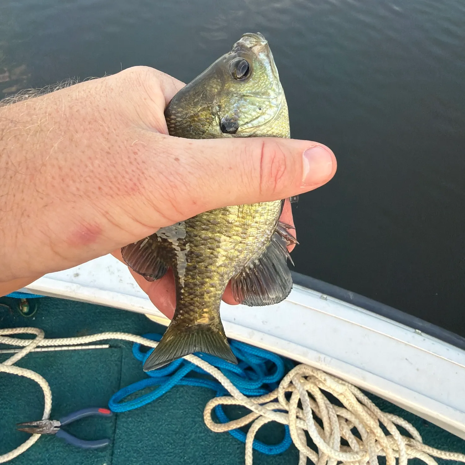Bluegill caught on Fishbrain