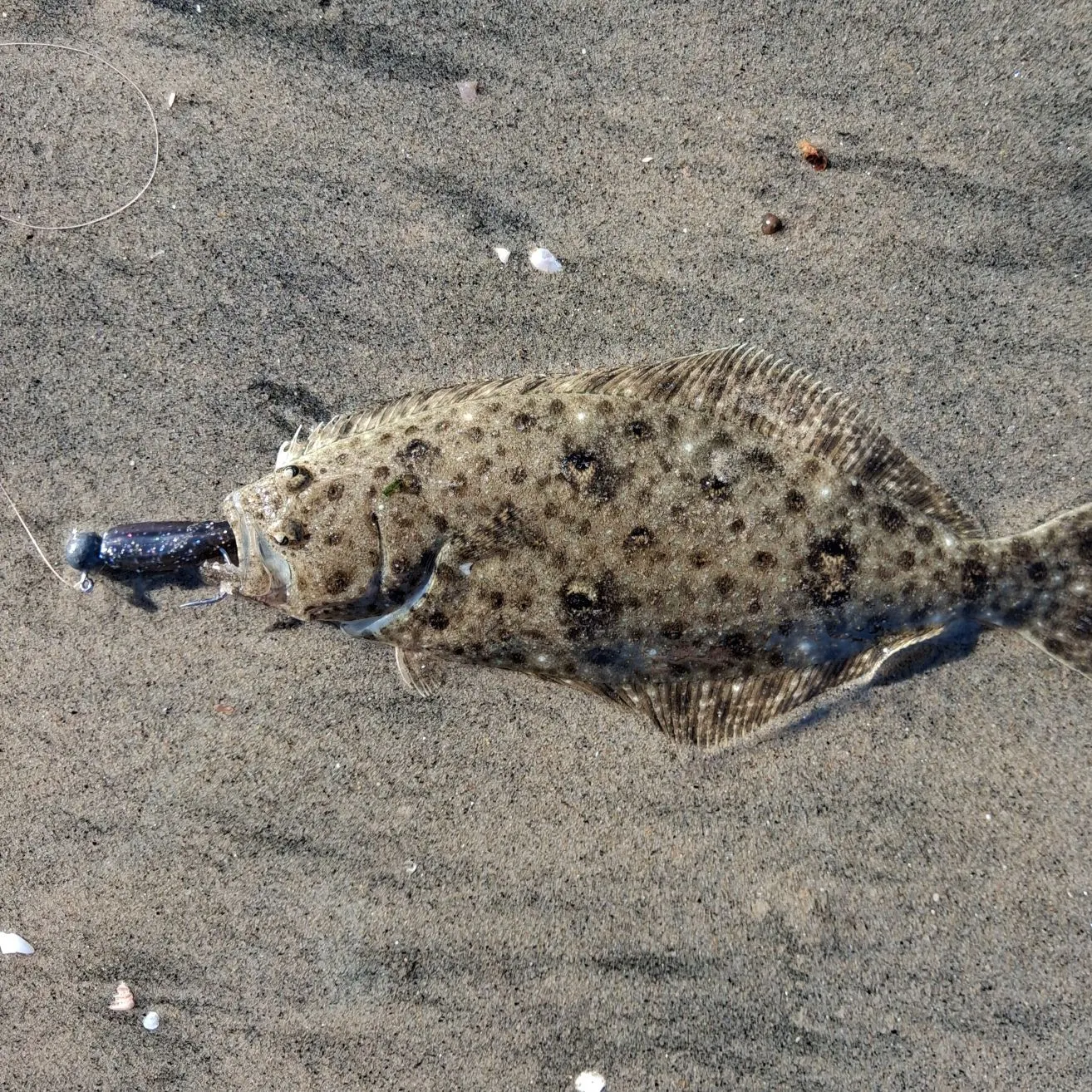 California halibut caught on Fishbrain