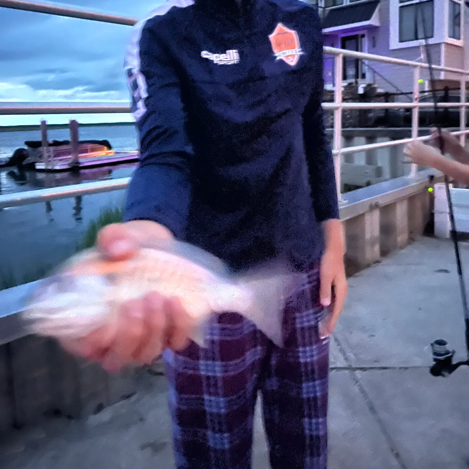 Spot croaker caught on Fishbrain