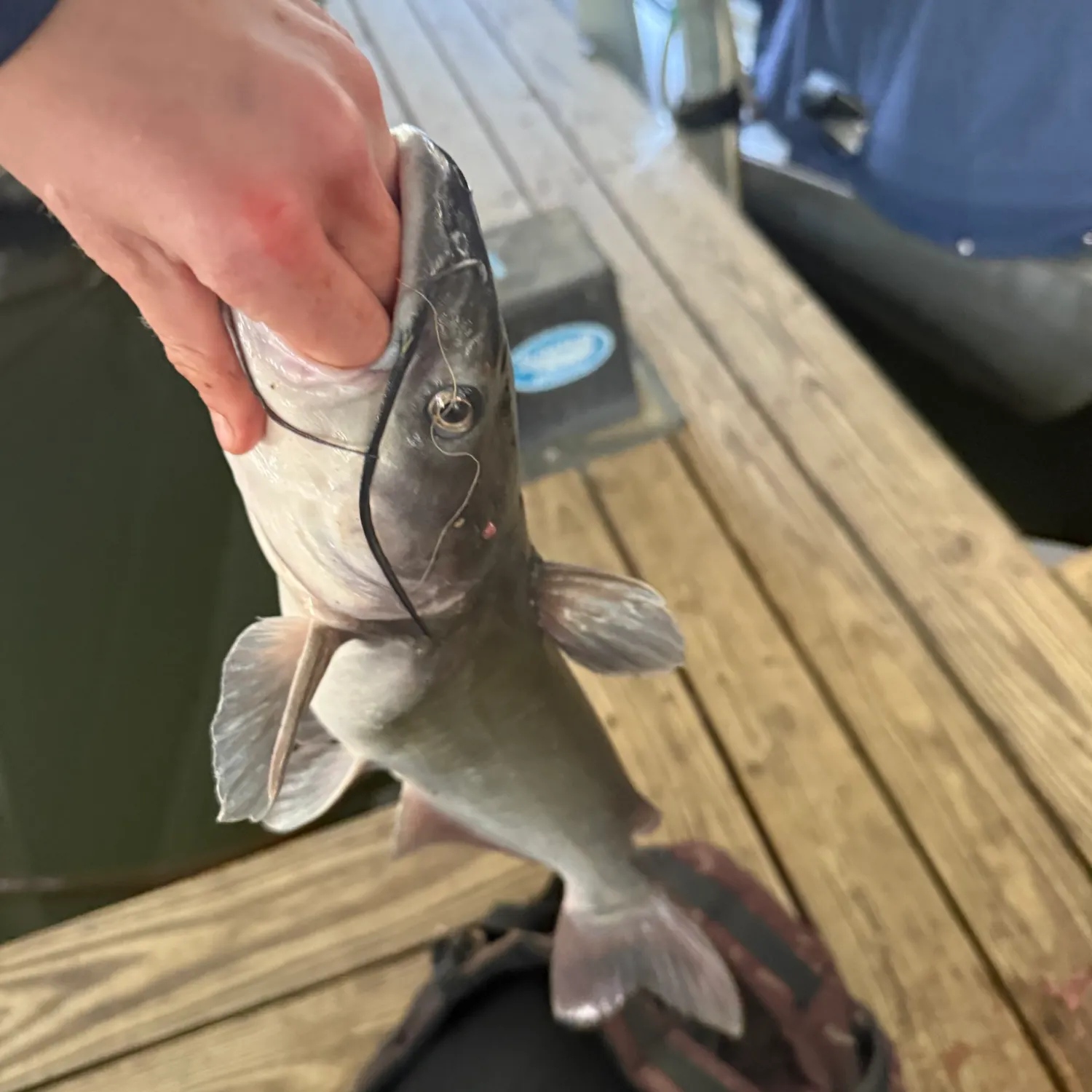 Channel catfish caught on Fishbrain