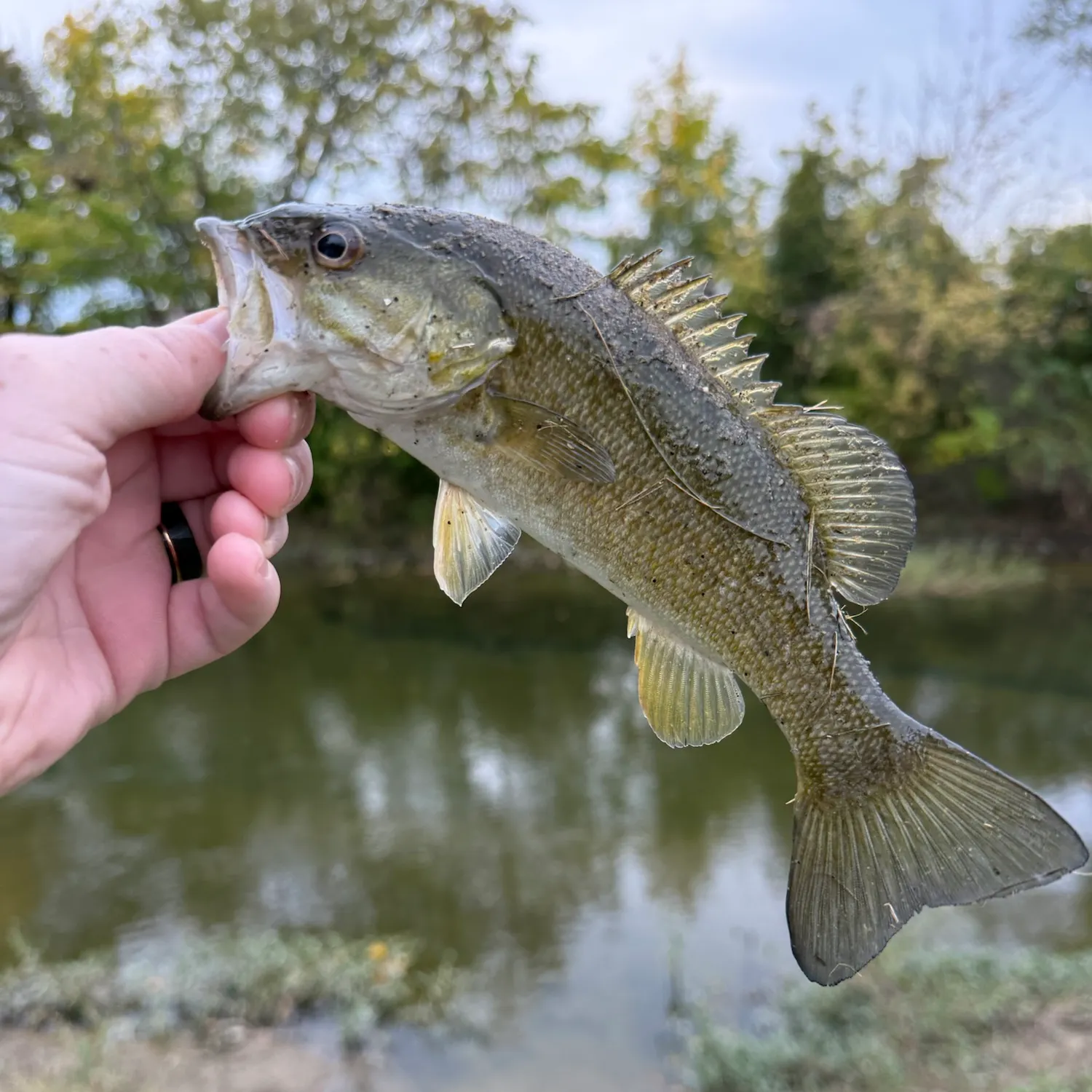 Smallmouth bass caught on Fishbrain