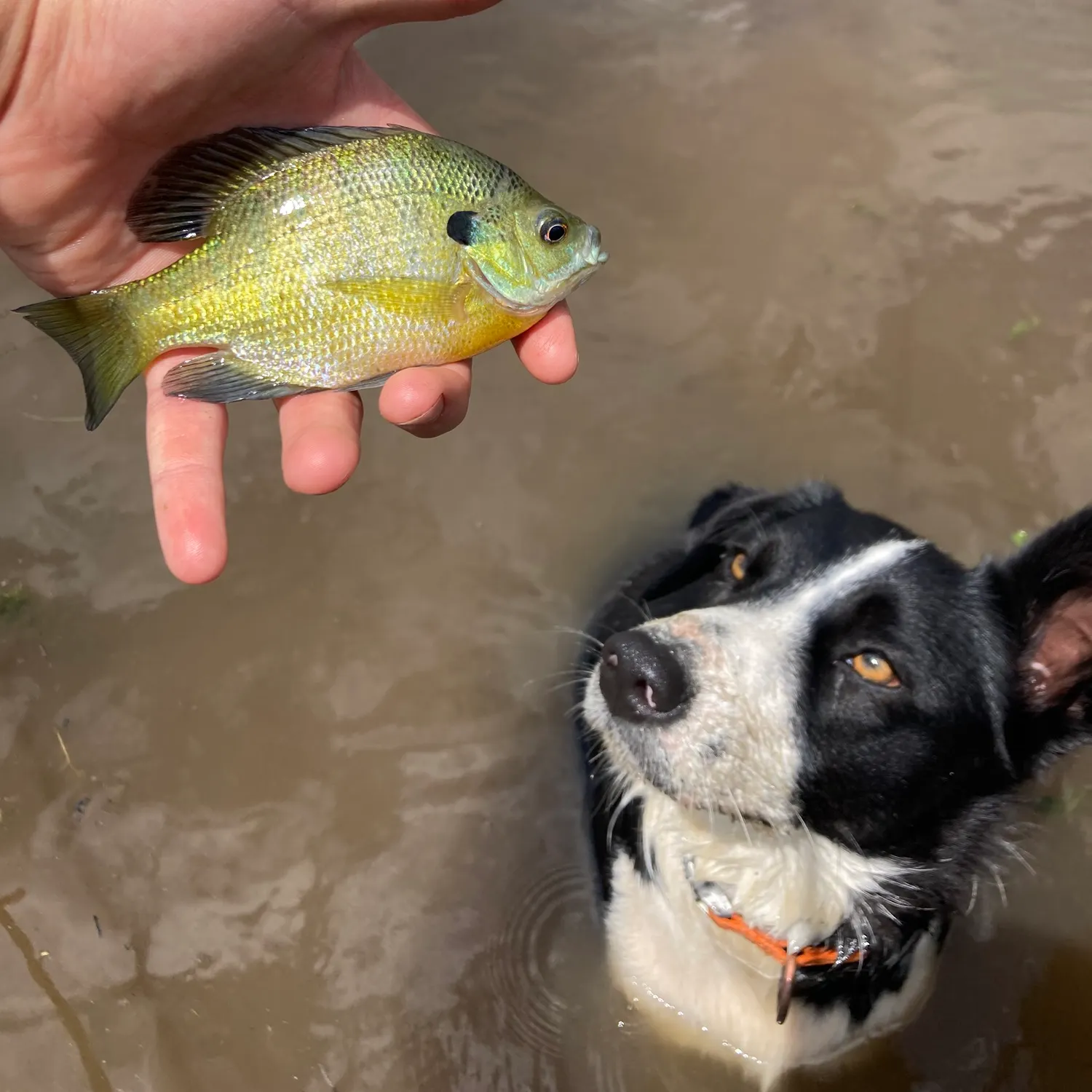 The most recent Bluegill catches on Fishbrain