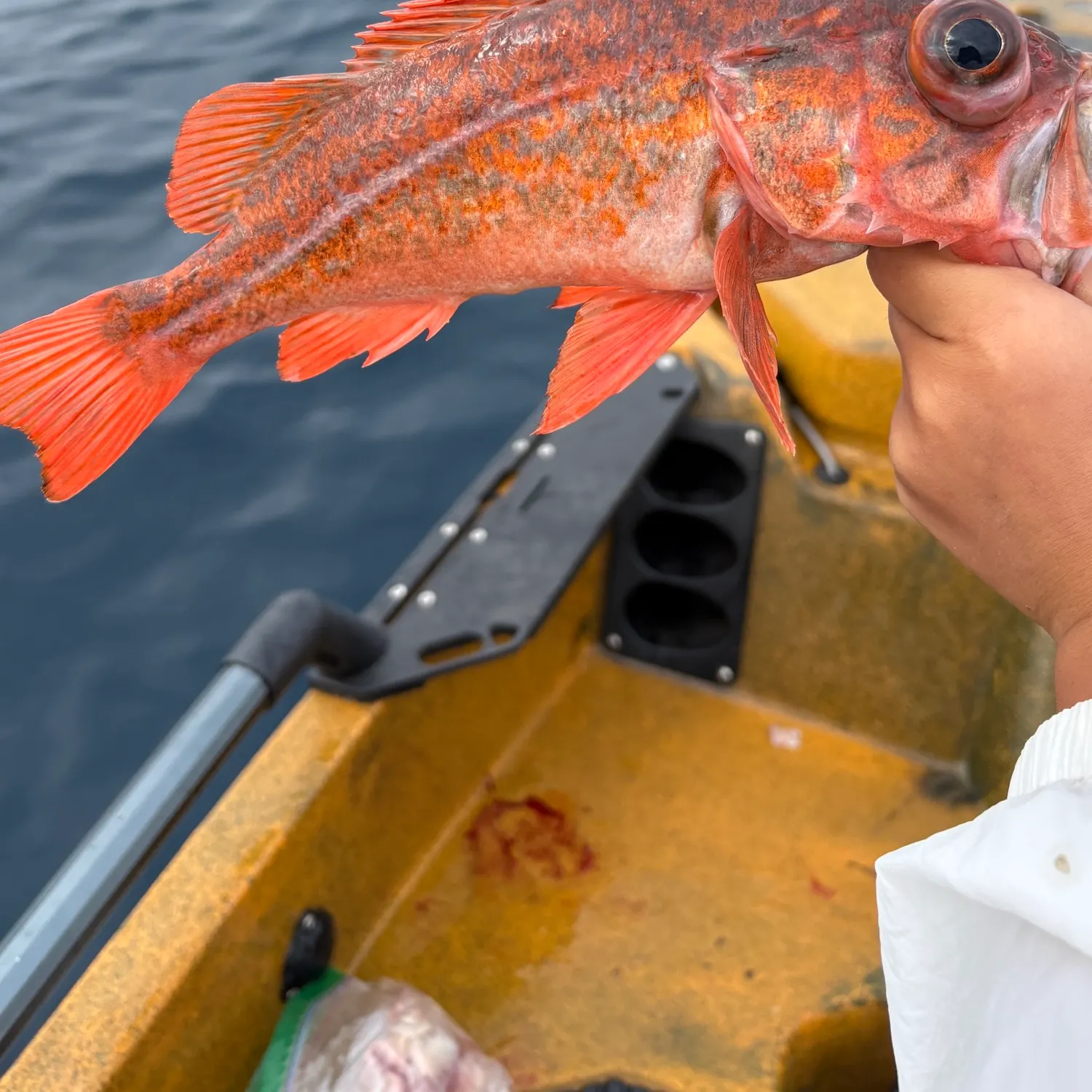 The most recent Vermilion rockfish catches on Fishbrain