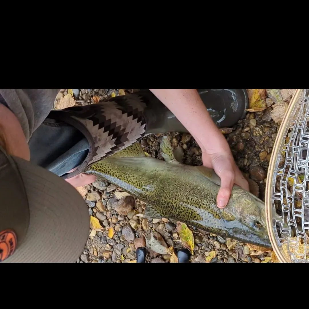 Coho salmon caught on Fishbrain