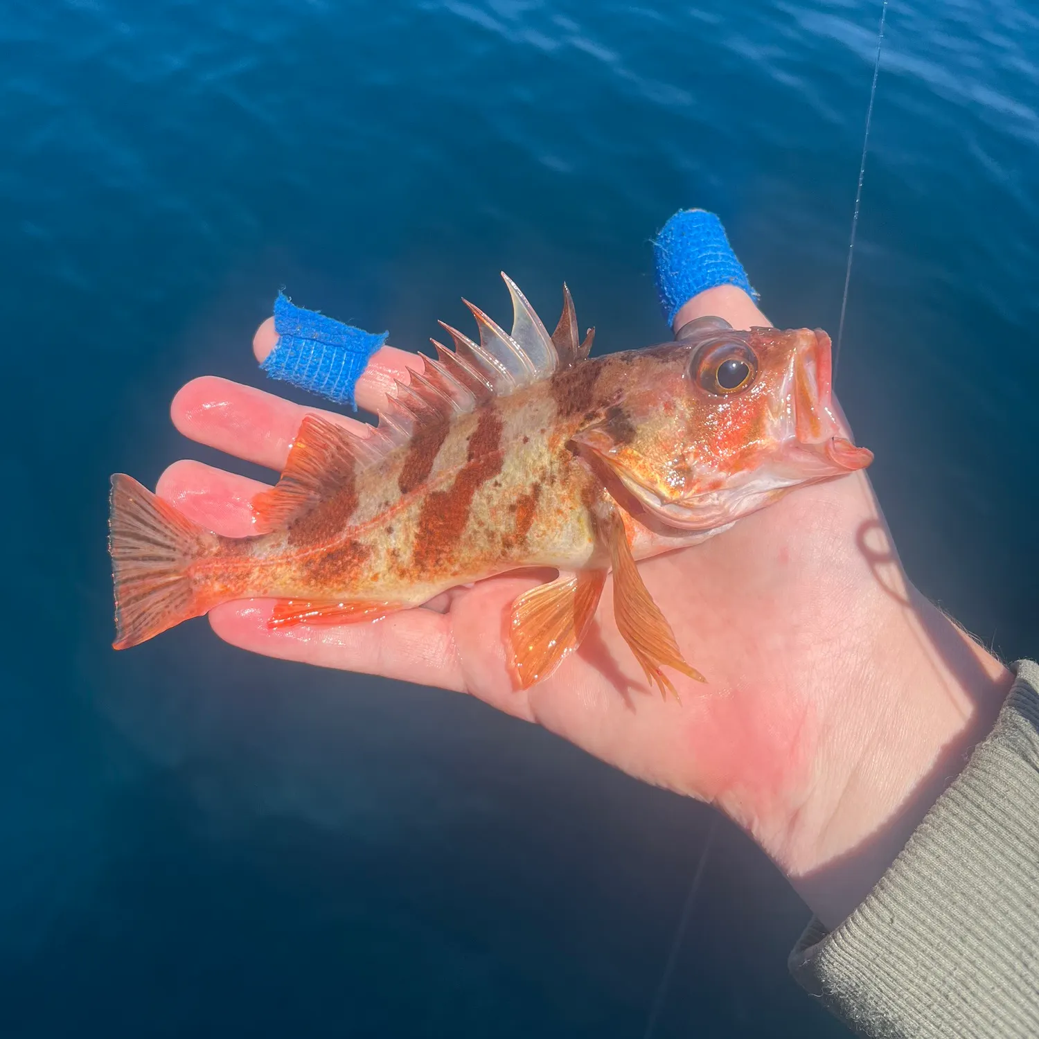 The most recent Calico rockfish catches on Fishbrain
