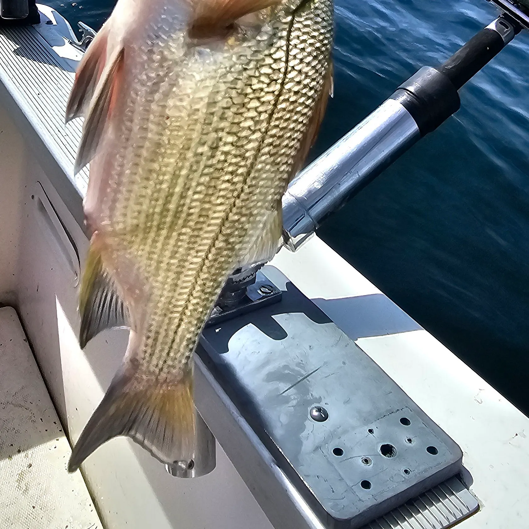 White perch caught on Fishbrain