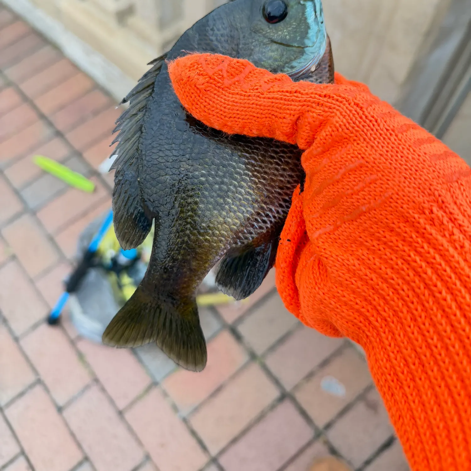 Bluegill caught on Fishbrain