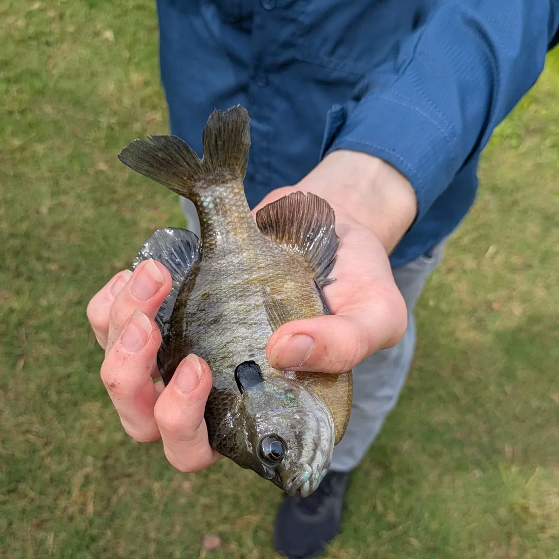 Bluegill caught on Fishbrain