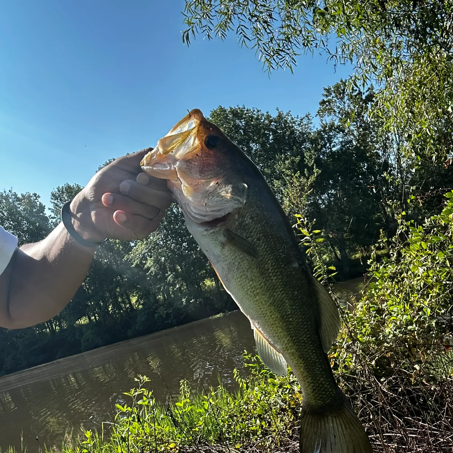 Largemouth bass caught on Fishbrain