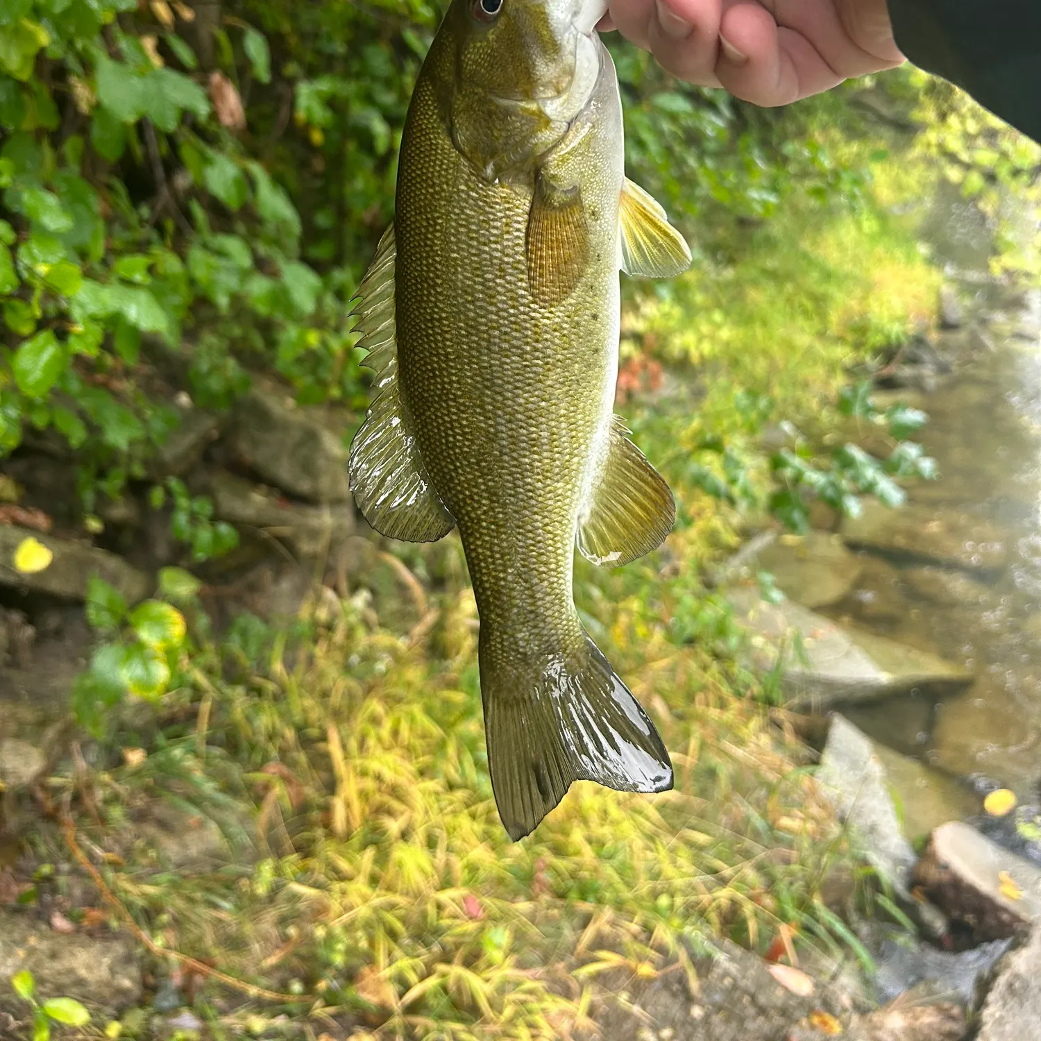Smallmouth bass caught on Fishbrain