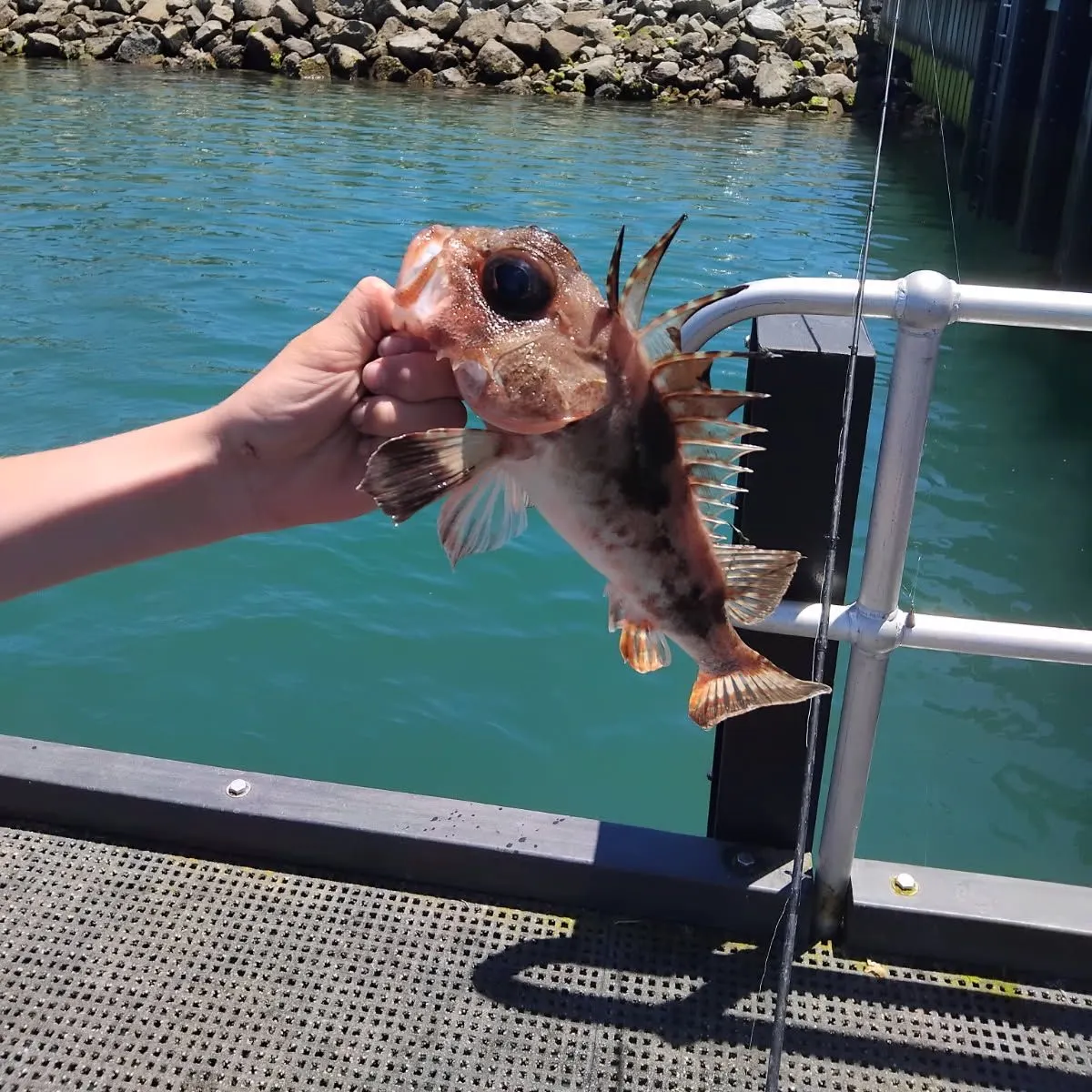 The most recent Red gurnard catches on Fishbrain