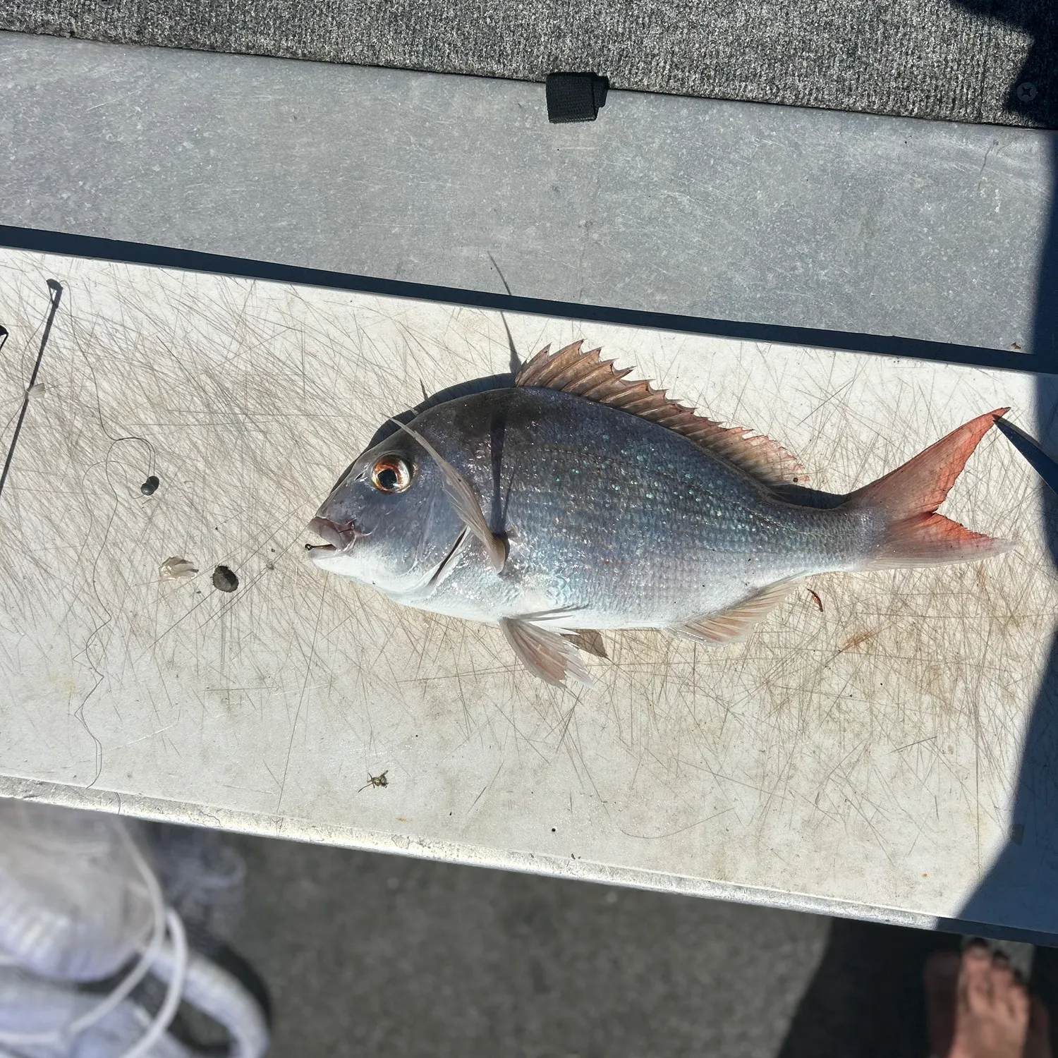 The most recent Australasian snapper catches on Fishbrain