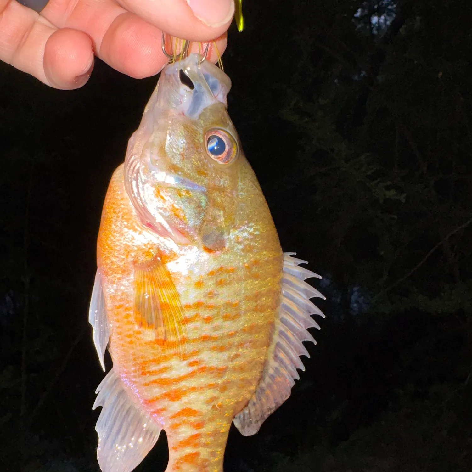 The most recent Wargill hybrid catches on Fishbrain