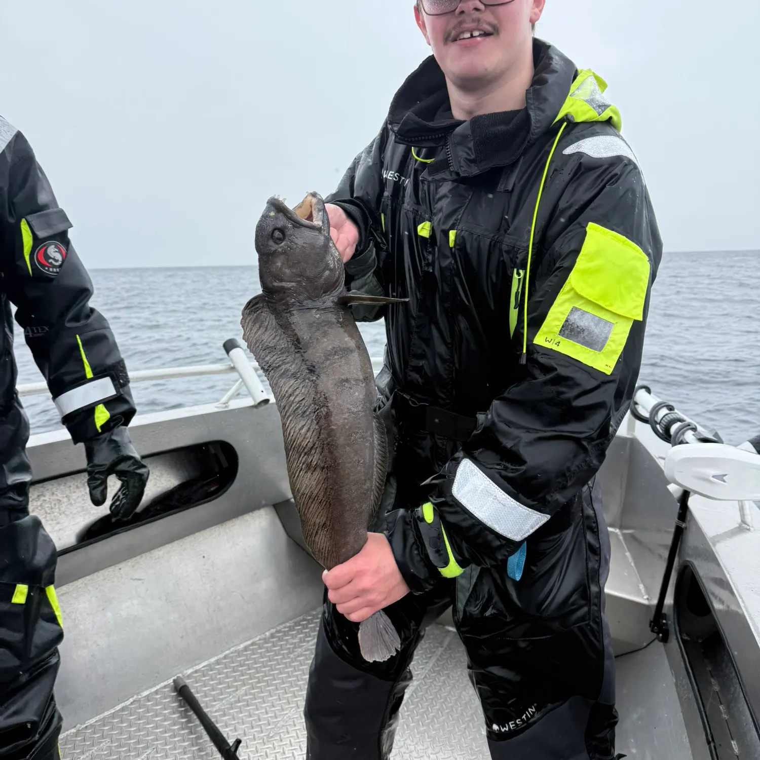 The most recent Wolf-eel catches on Fishbrain