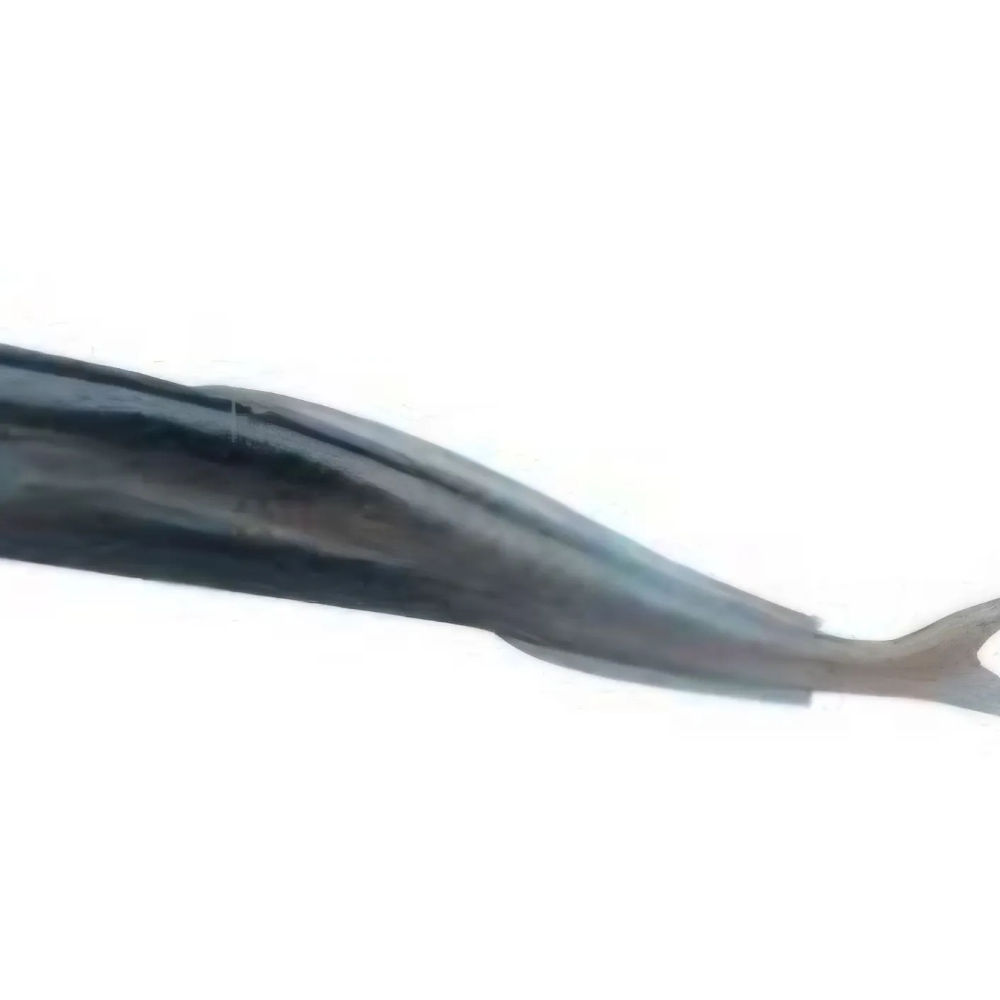 The most recent European eel catches on Fishbrain