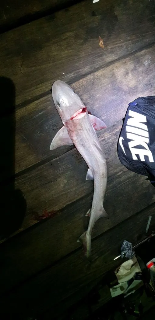 Post image from nlarocca1517