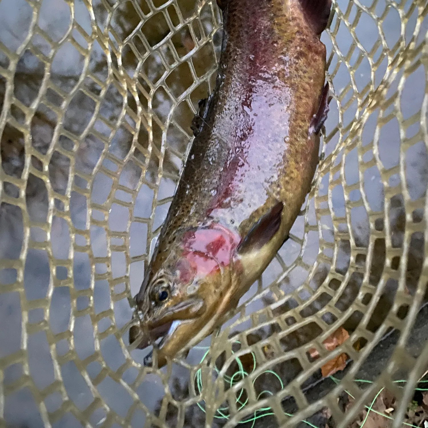 Rainbow trout caught on Fishbrain