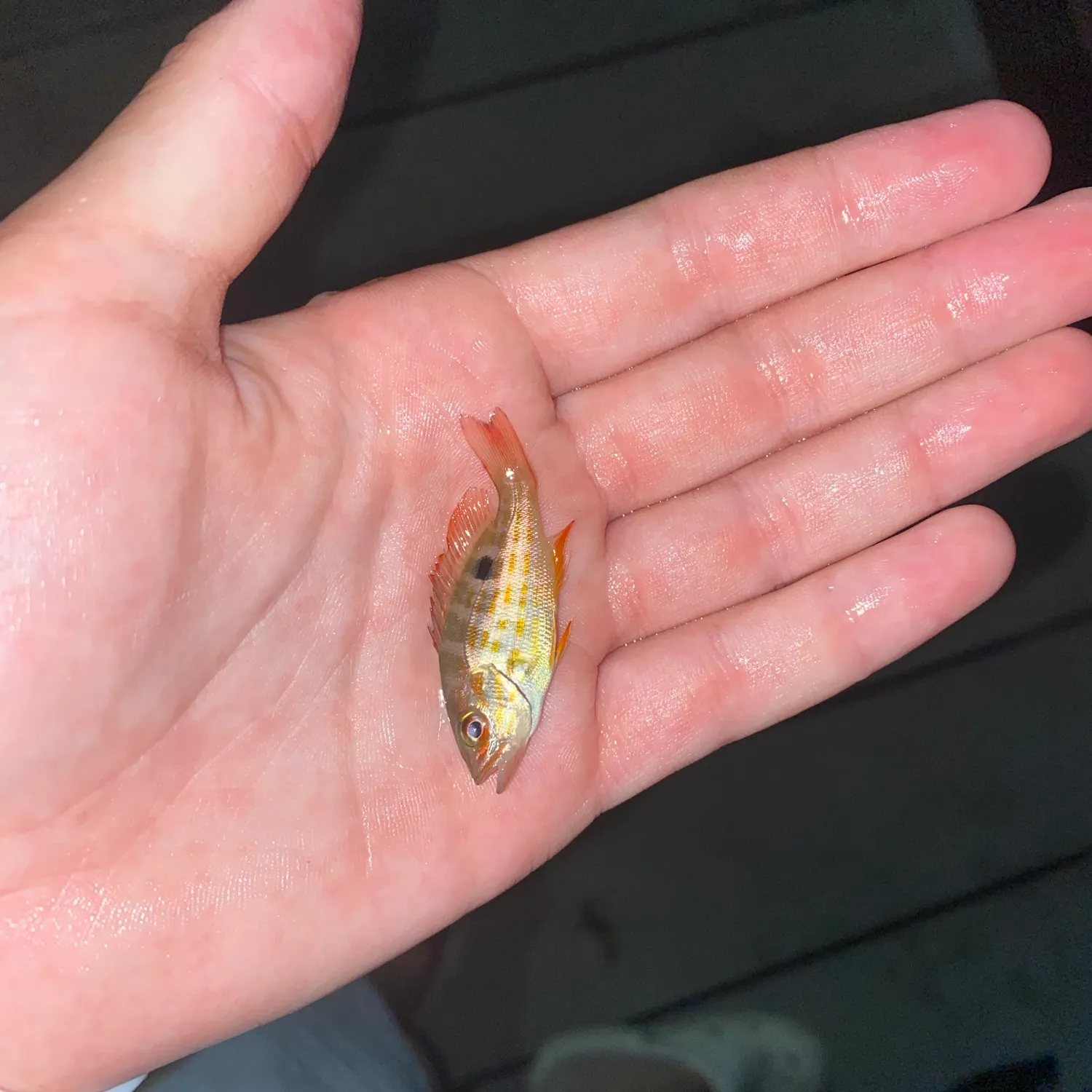 Lane snapper caught on Fishbrain