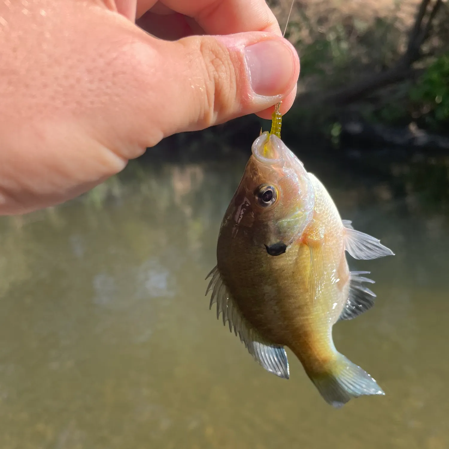 Bluegill caught on Fishbrain