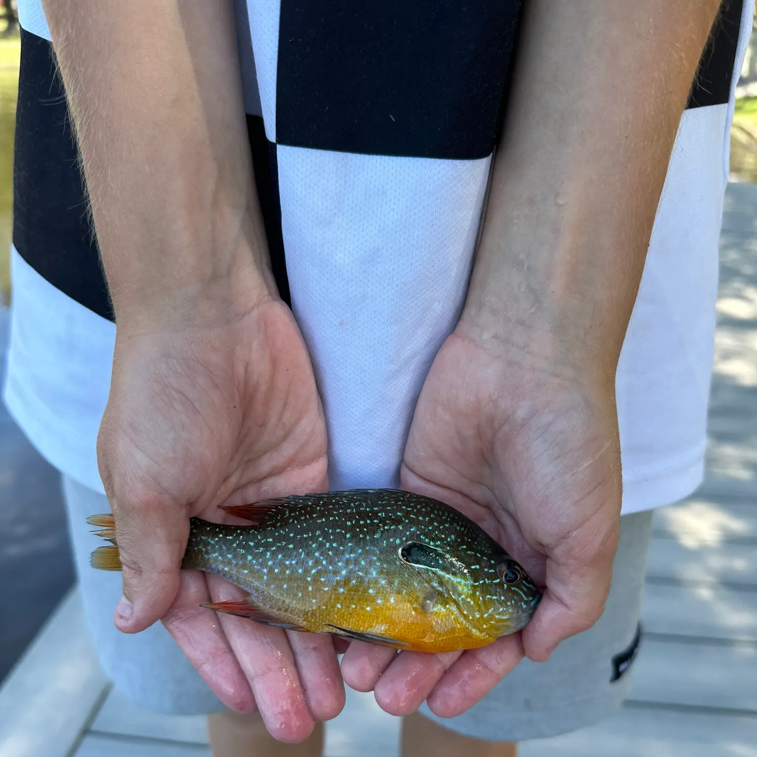 Longear sunfish caught on Fishbrain