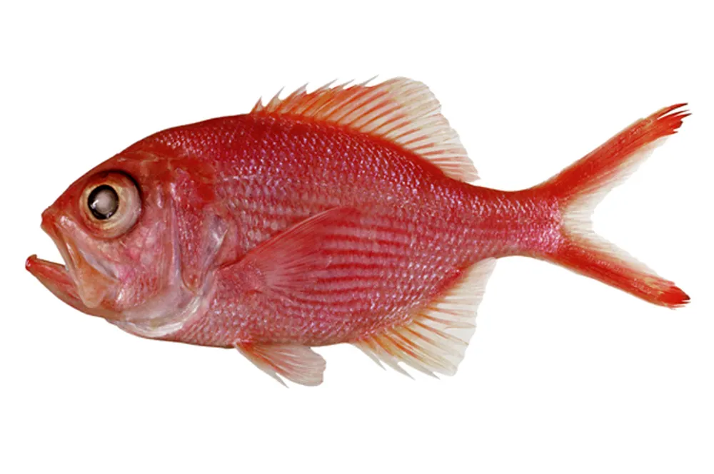 Yelloweye nannygai