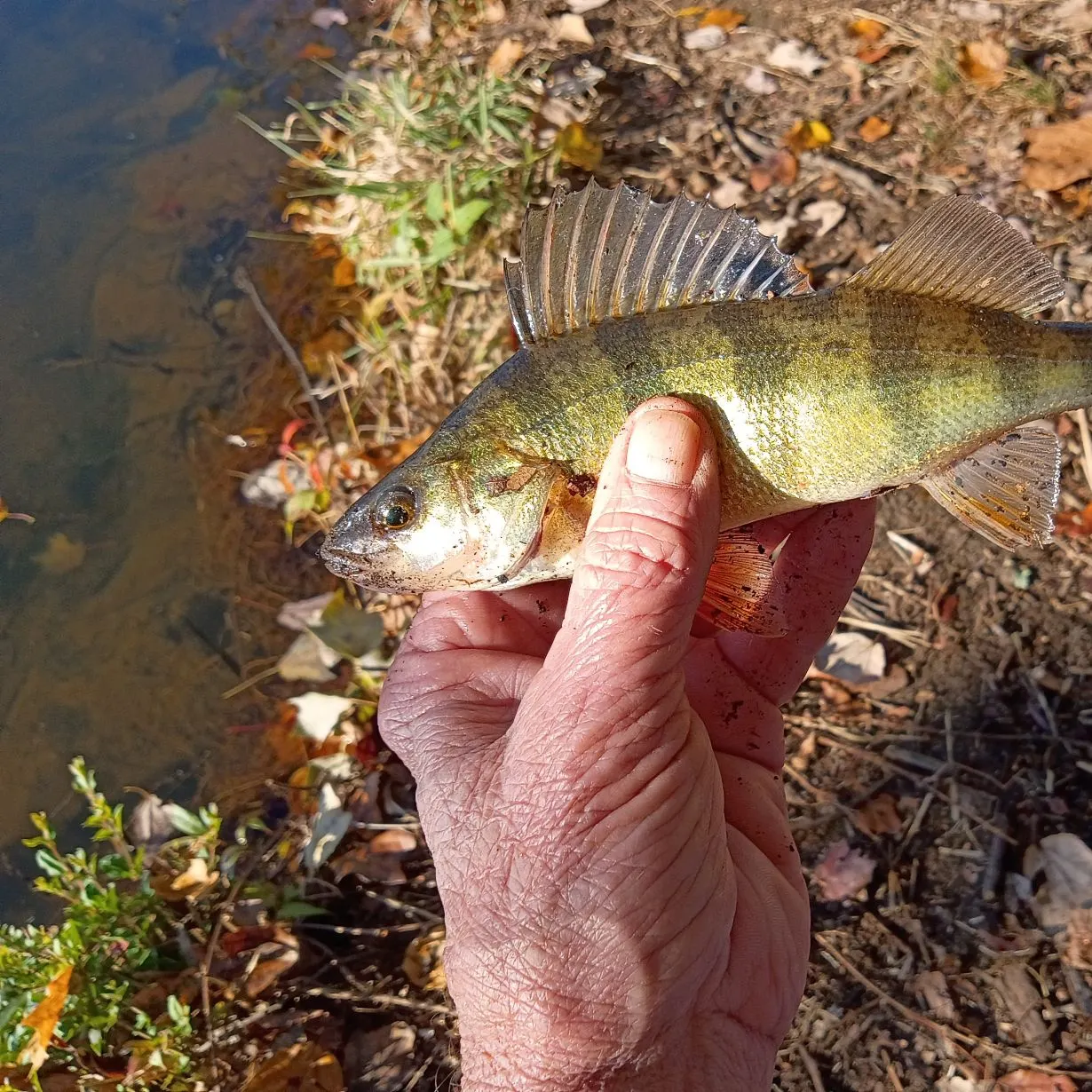 Yellow perch caught on Fishbrain