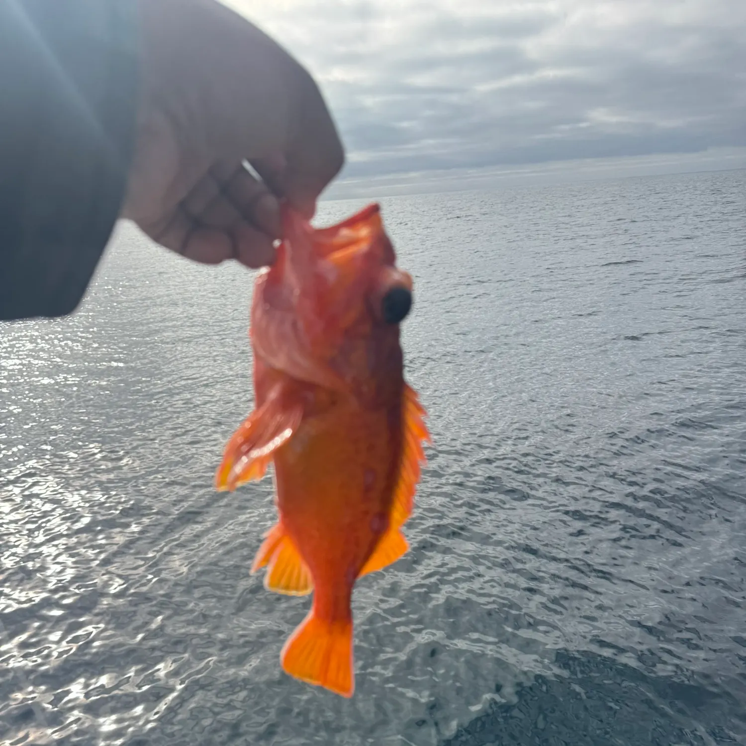The most recent Rosy rockfish catches on Fishbrain