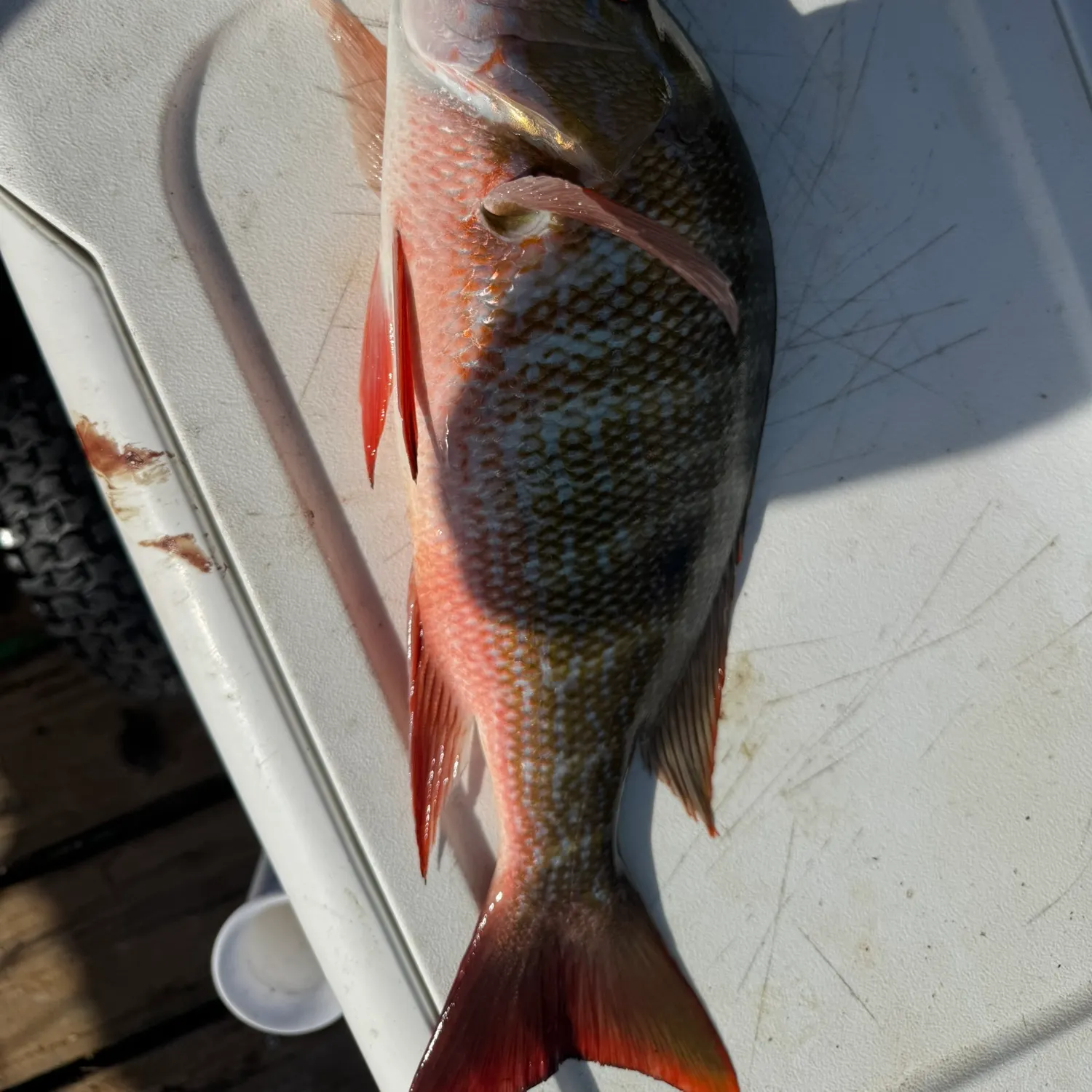 The most recent Mutton snapper catches on Fishbrain