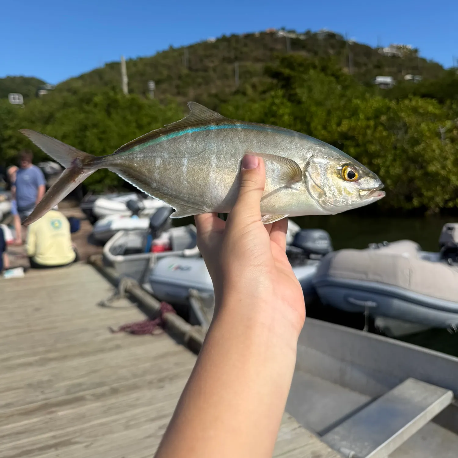 The most recent Bar jack catches on Fishbrain