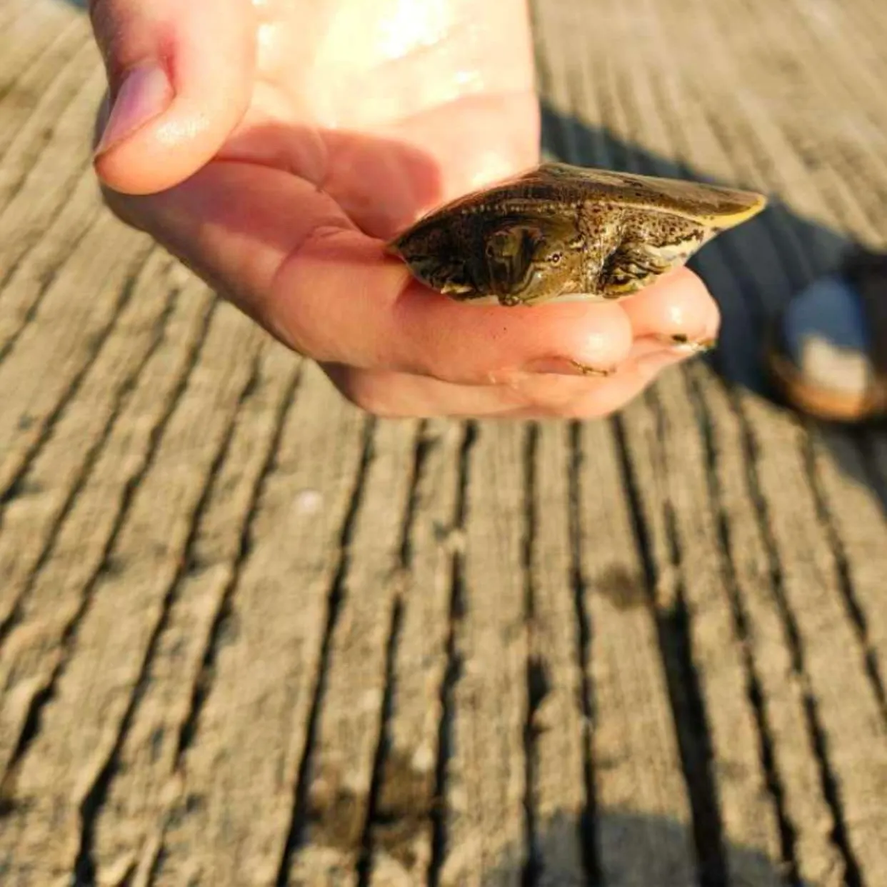 Spiny softshell turtle caught on Fishbrain