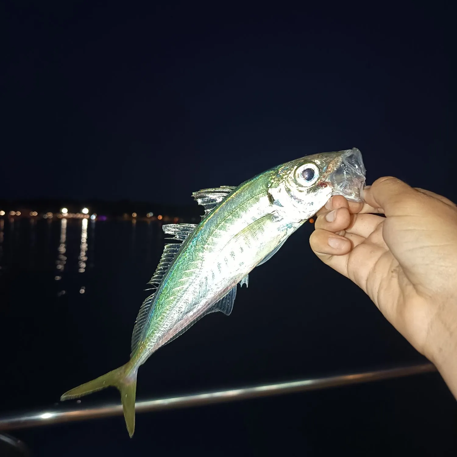 The most recent Greenback horse mackerel catches on Fishbrain