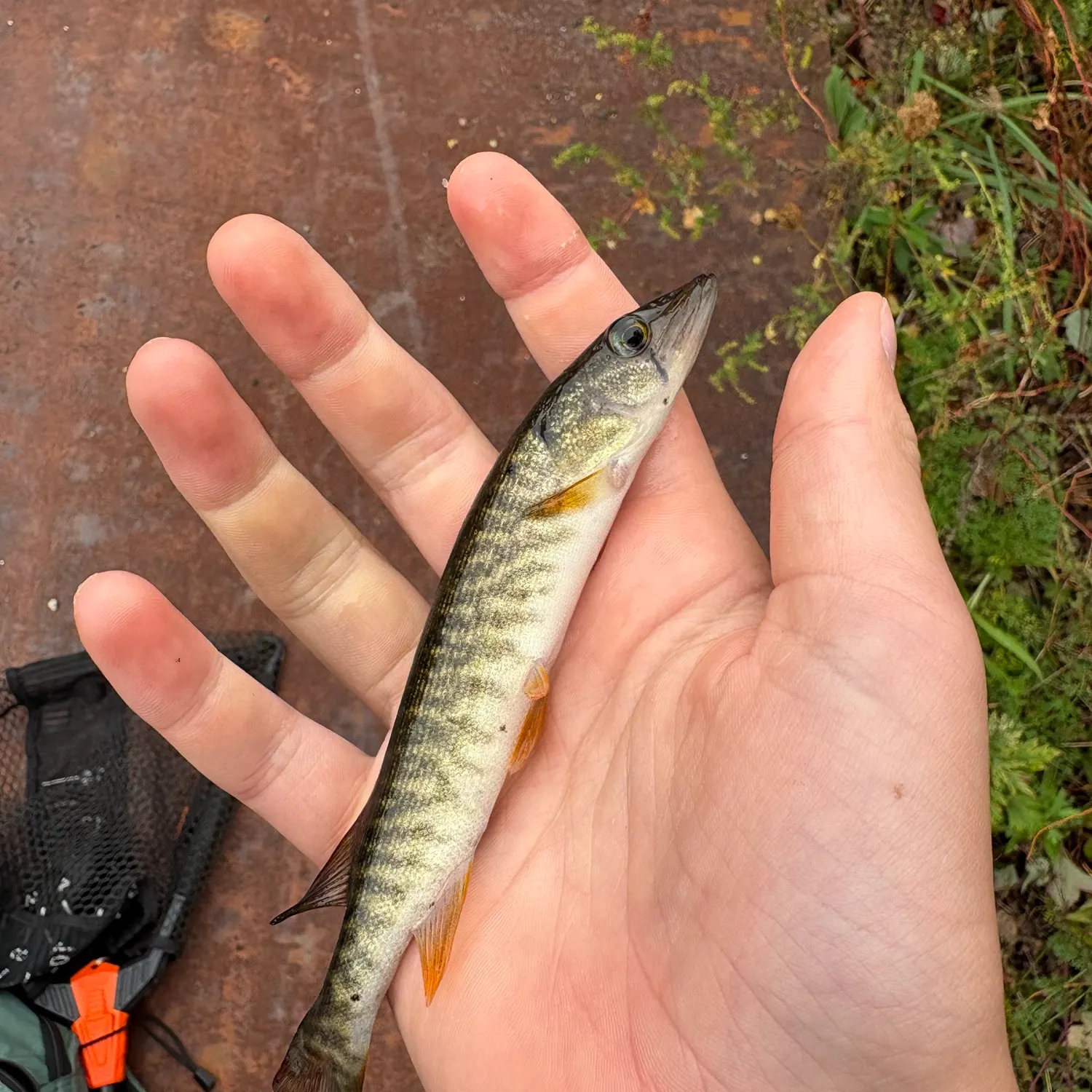 The most recent Redfin pickerel catches on Fishbrain