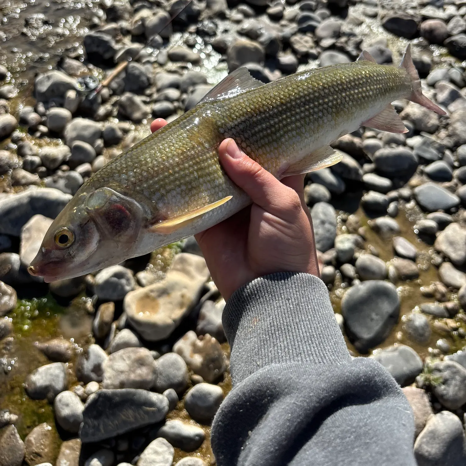 Mountain whitefish caught on Fishbrain