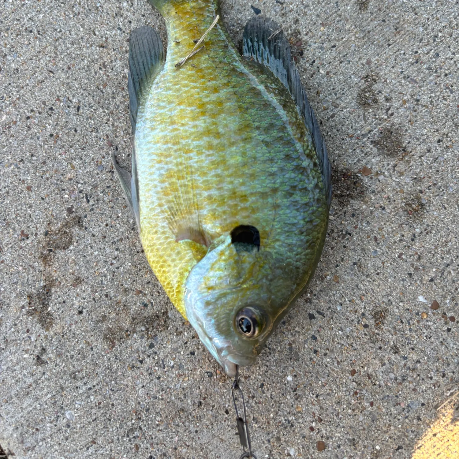 Bluegill caught on Fishbrain