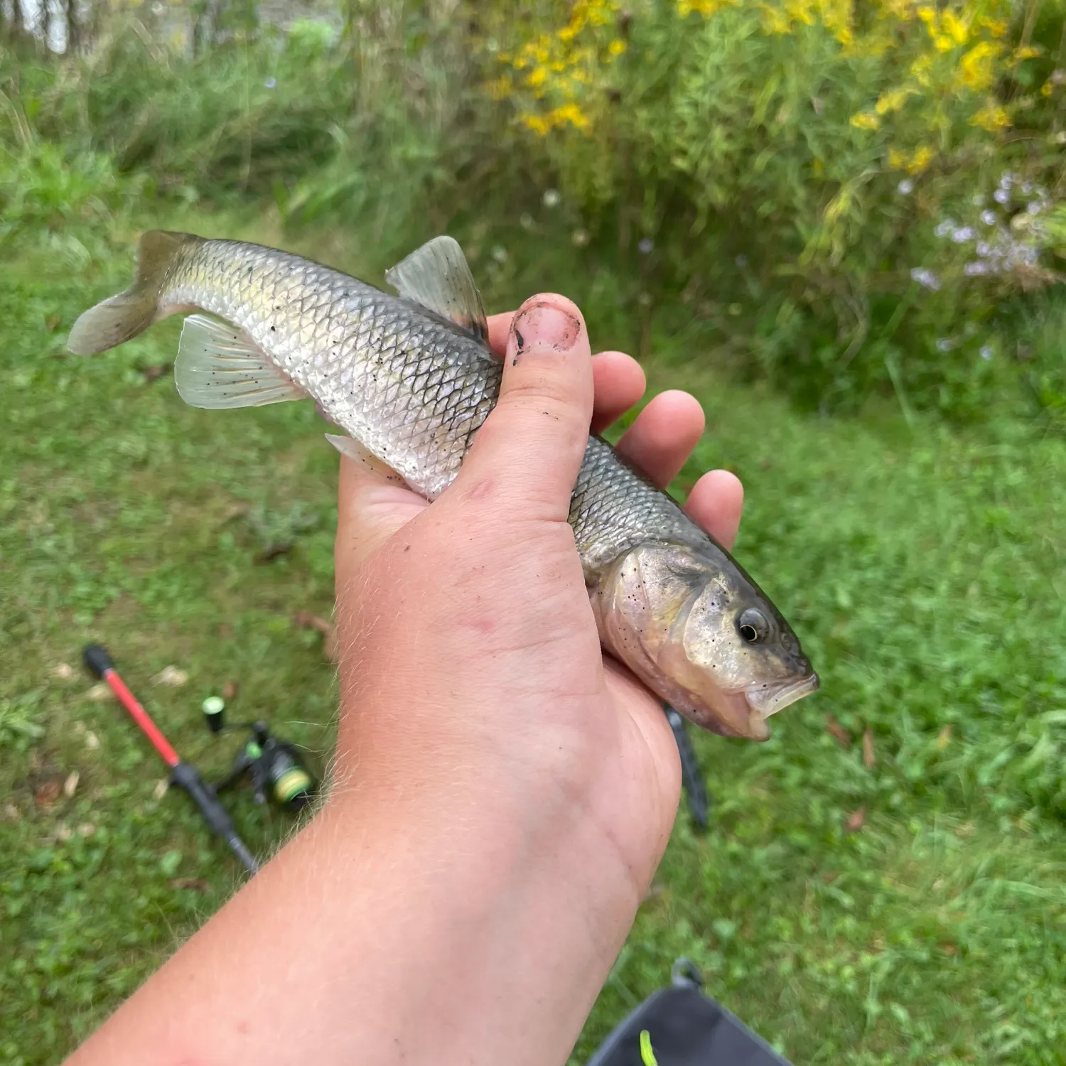 Fallfish caught on Fishbrain